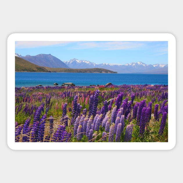 Lake Tekapo and wild flowering lupins Sticker by JohnDalkin